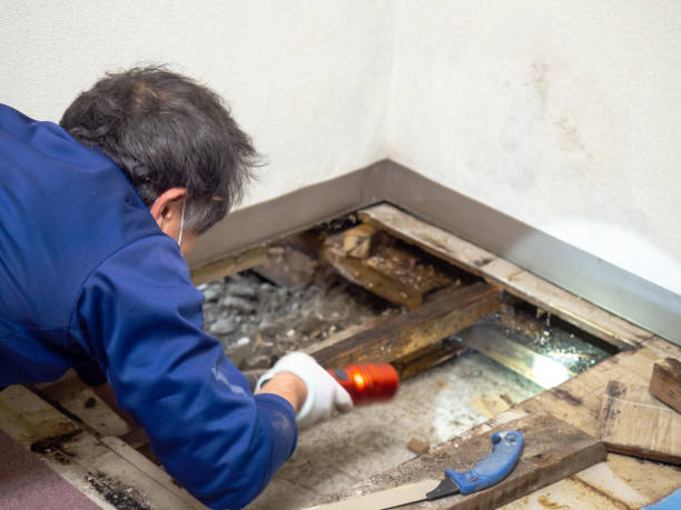 Best Attic Mold Remediation in Leadville North, CO