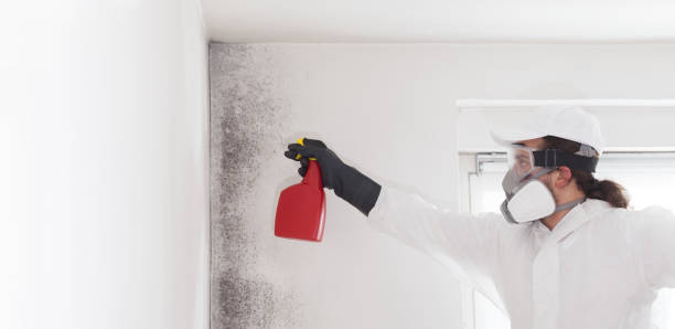 Best Commercial Mold Remediation in Leadville North, CO